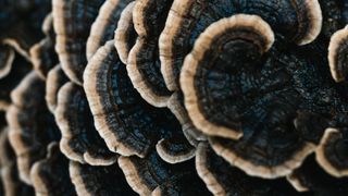 black and white fungus growing on a tree