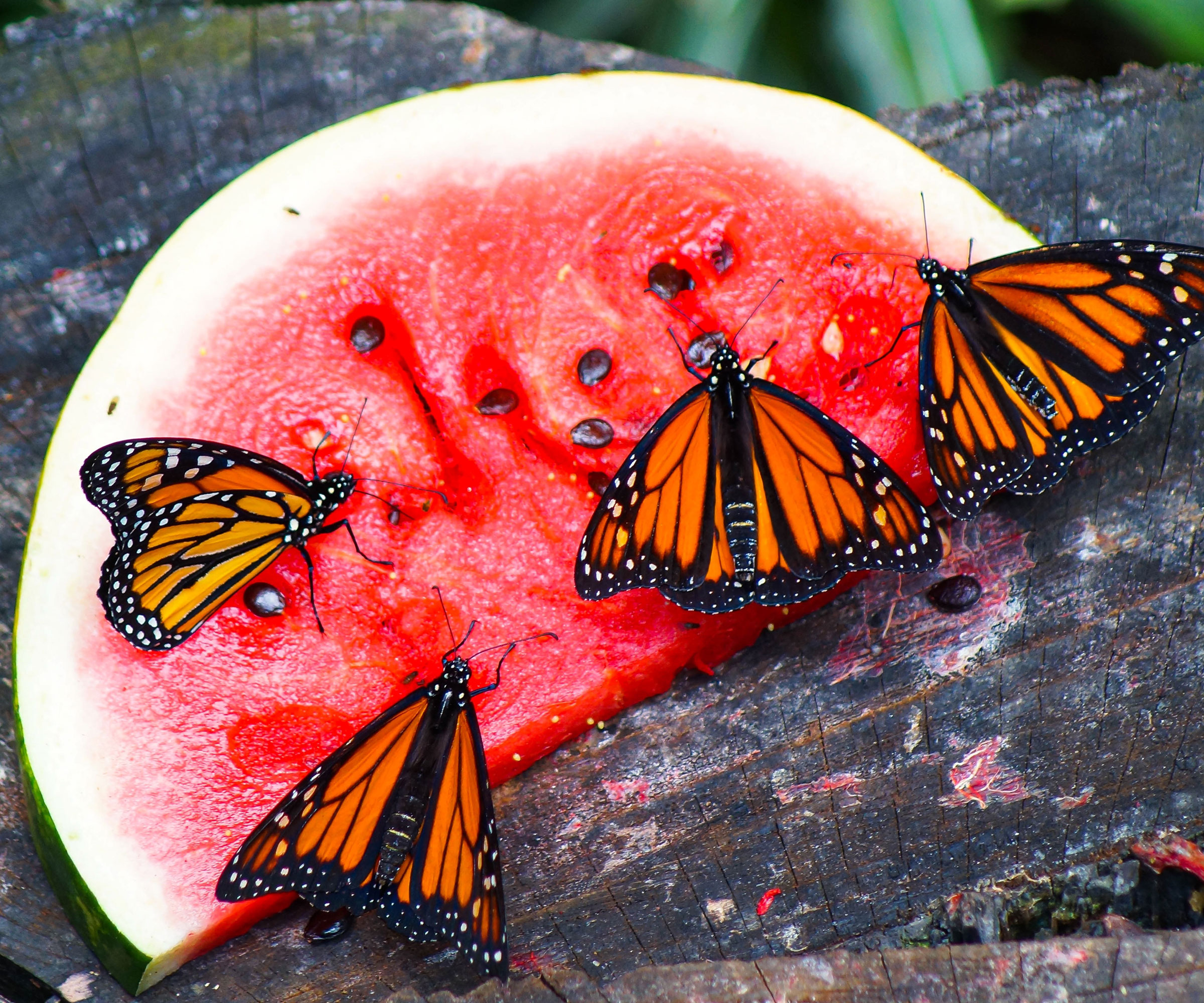 butterflies feeding on watermelon slice in garden