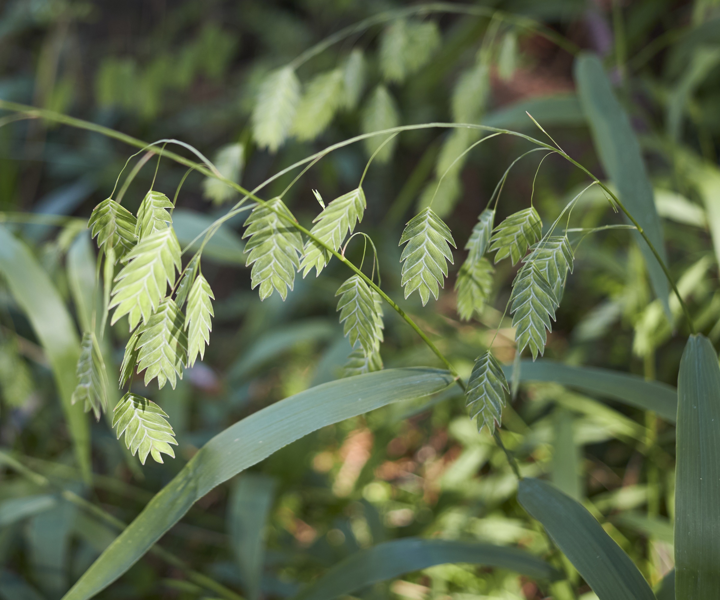 Chasmanthium, Wild Oats, Spangle Grass