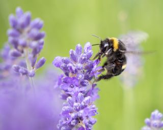 Image of a bumblebee on a lavender plant, taken on the Sigma 18-50mm f/2.8 DC DN | C Canon RF