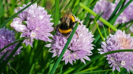 Bee perching on a purple flower