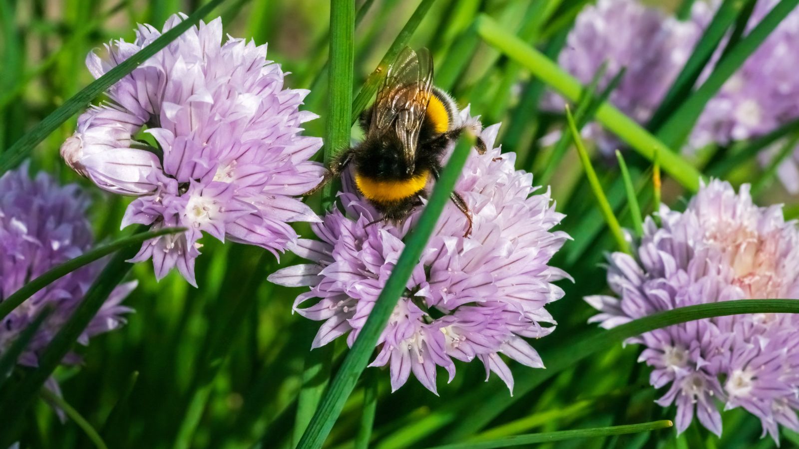 Bee perching on a purple flower