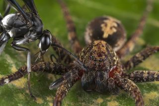 British Ecological Society Photographer of the Year