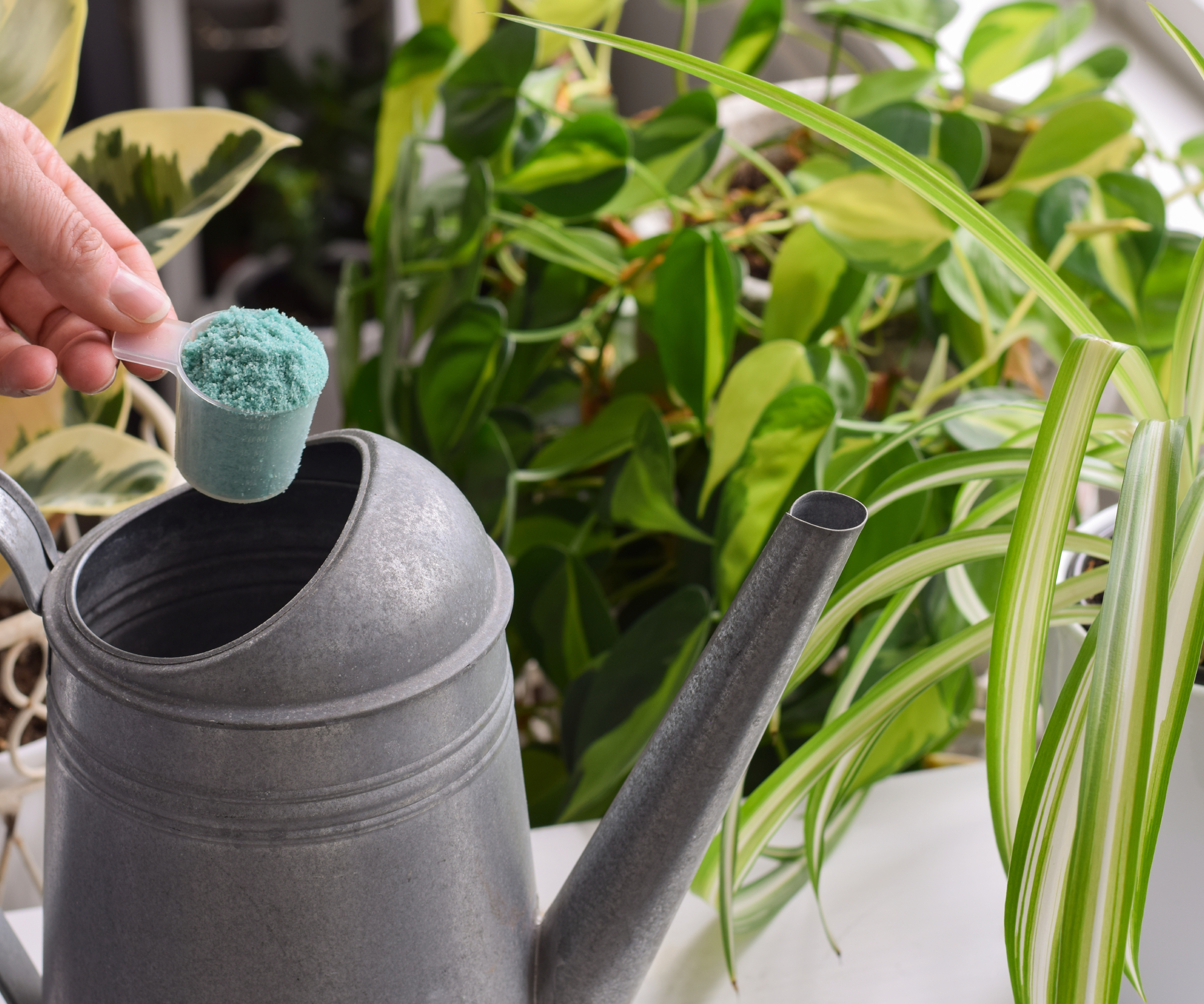 Hand adding a scoop of fertilizer to a watering can in front of houseplants