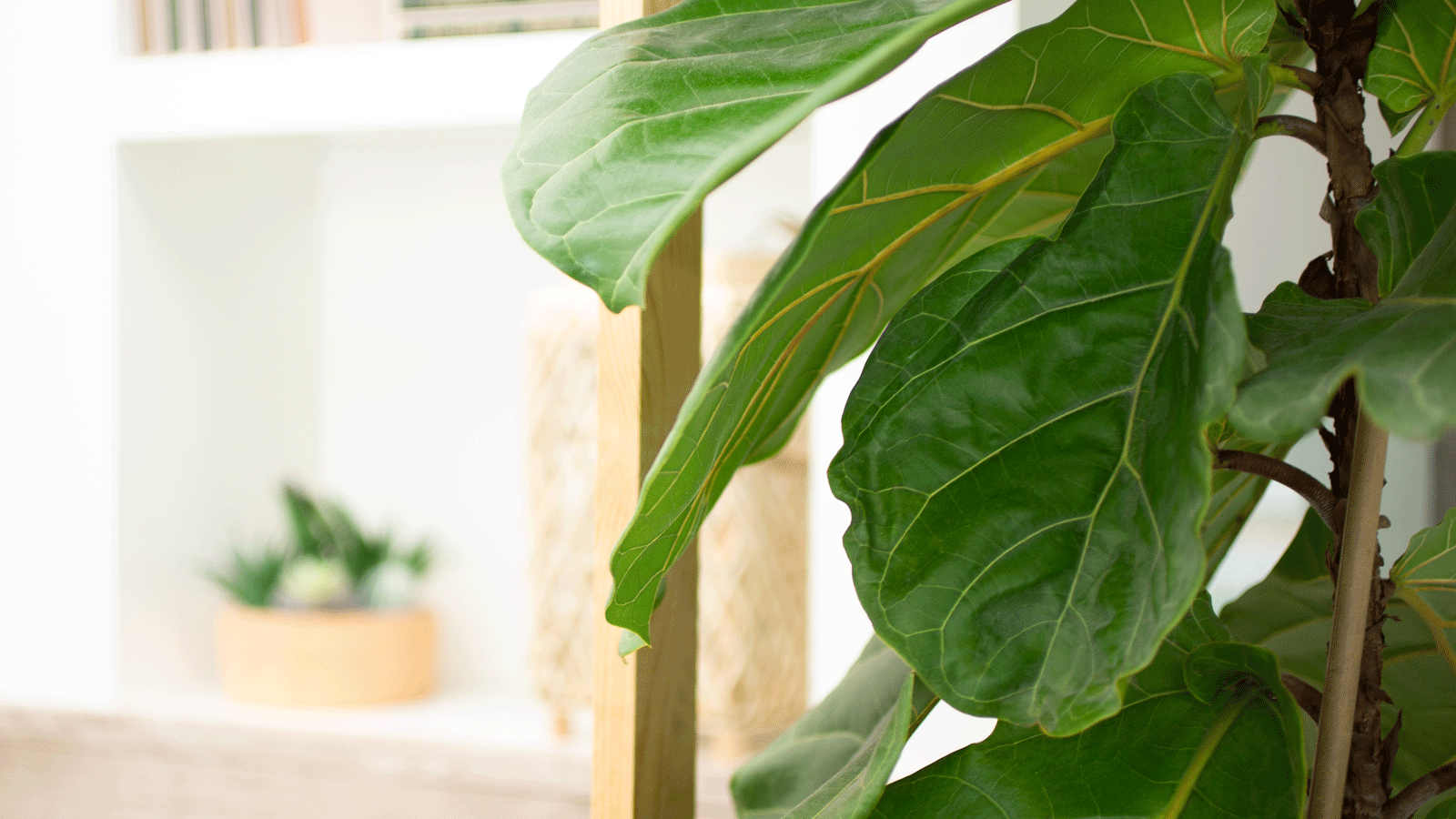 fiddle leaf fig plant interior