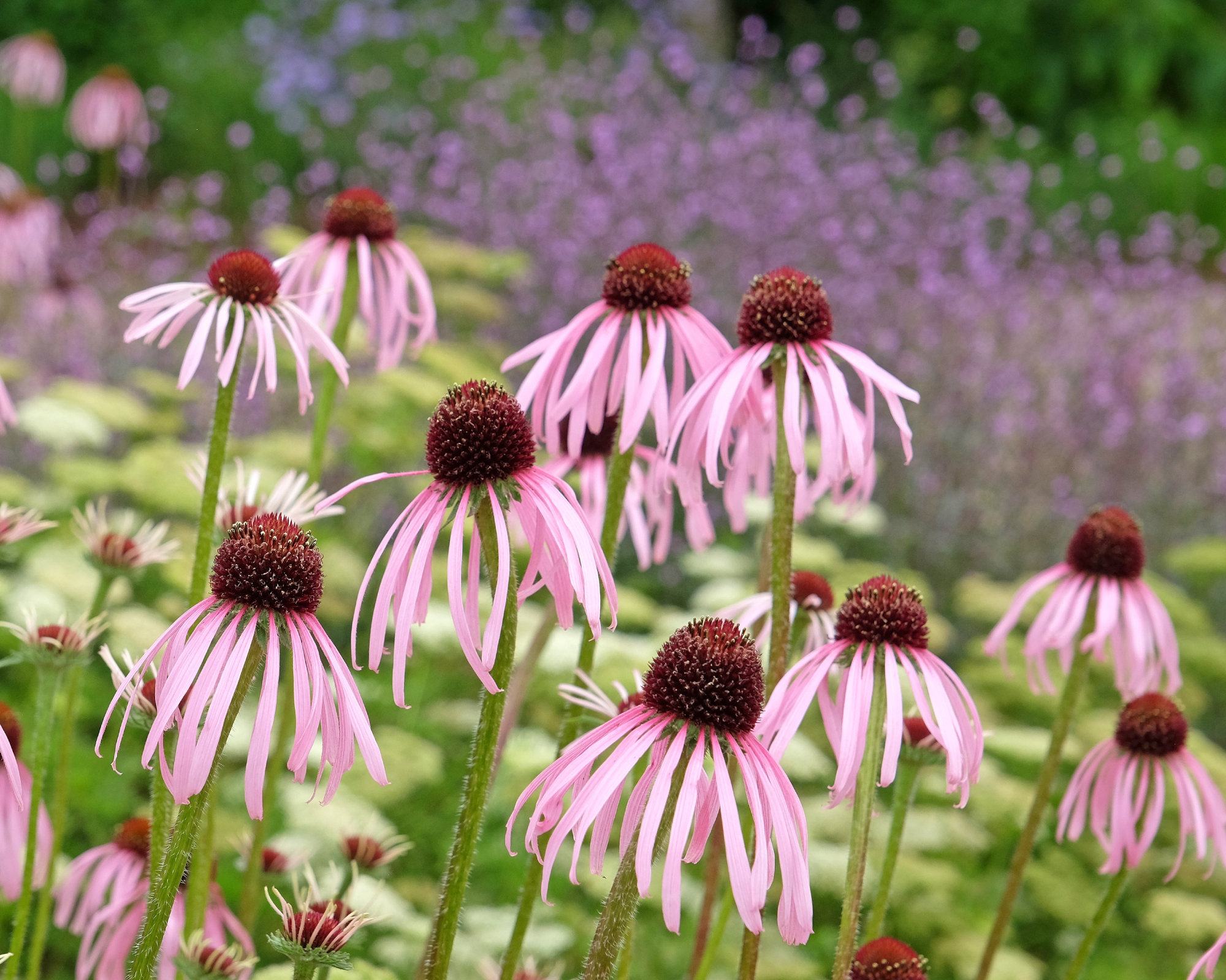 Pink Echinacea pallida, pale purple coneflower, in bloom