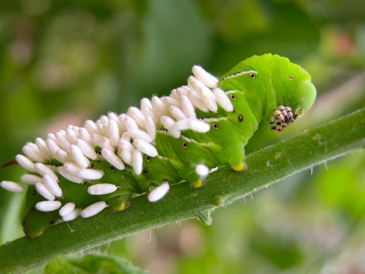 Parasitic Wasp Eggs And Larvae - Learn About The Life Cycle Of ...