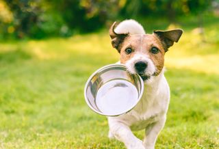 small terrier running with empty dog food bowl in mouth