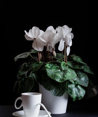 Dark mood still life with a white cyclamen flower and a white cup