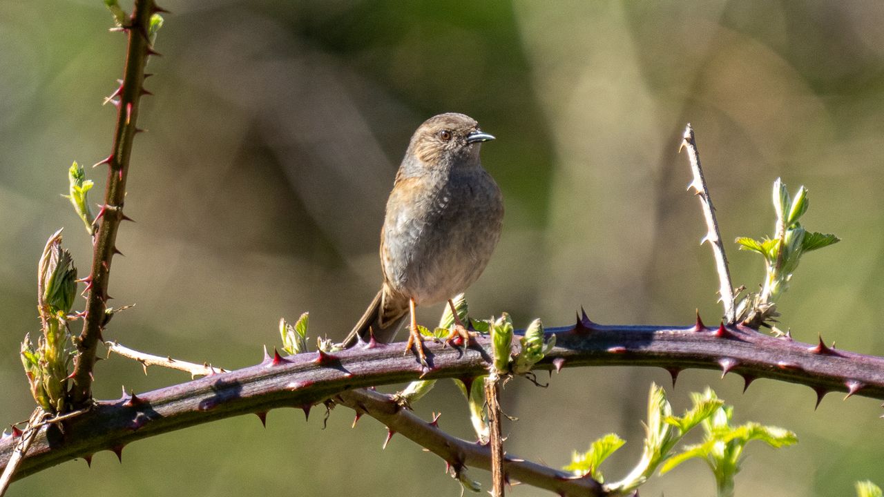 smll brown bird sat on a thorny branch