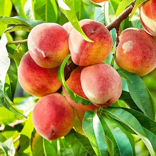 peach tree seeds