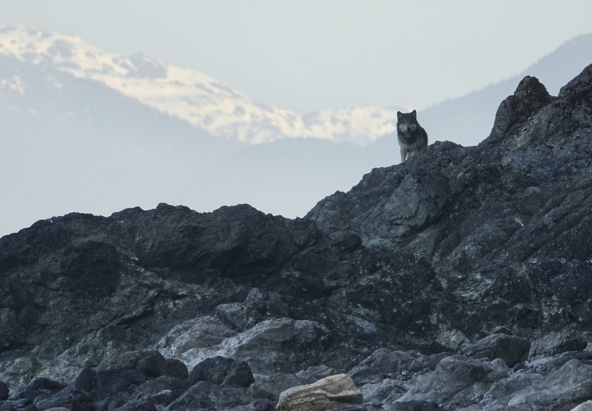 A wolf looks out along the shoreline on Pleasant Island, Alaska.