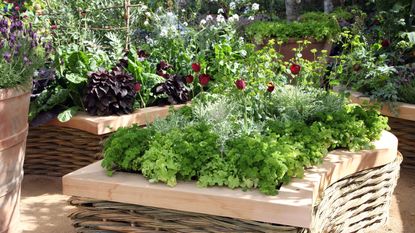 A raised bed kitchen garden with curvy planters