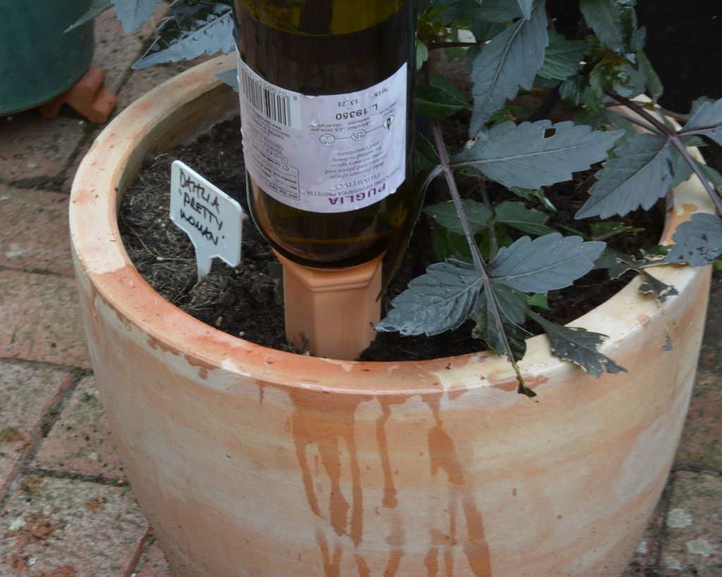 Watering plants while away on vacation how to keep the garden watered