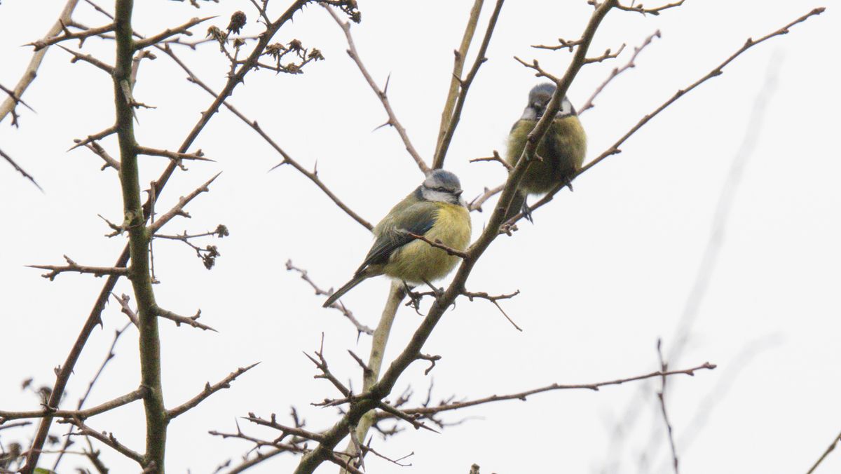 A wildlife photo taken on an OM System OM-1 Mark II mirrorless Micro Four Thirds camera