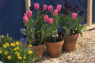 Tulips in clay pots
