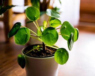 Pilea Peperomioides, known as the Pilea or Chinese money plant in a pot