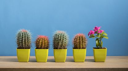 Five potted plants are lined up, four of them cacti and one flowering plant.