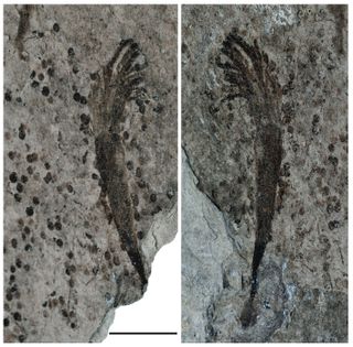 Lantian seaweed fossil