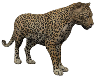 Leopard Google Search 3D model