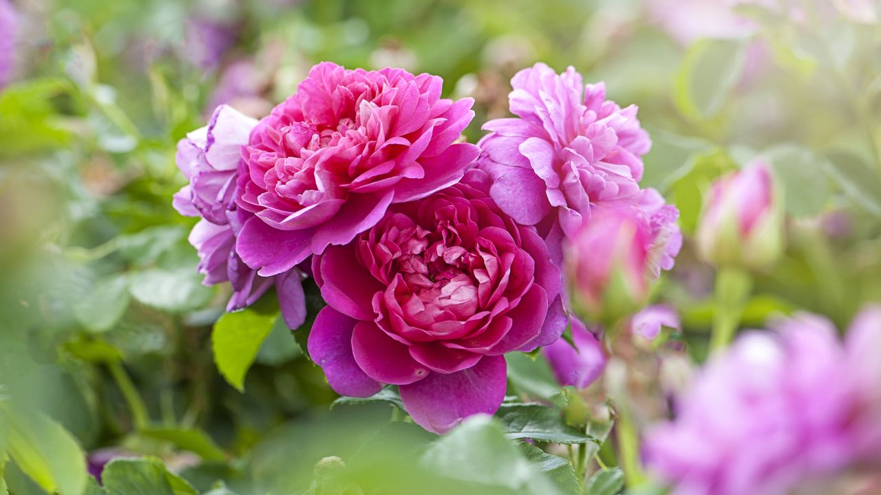 Beautiful pink &#039;Princess Ann&#039; roses