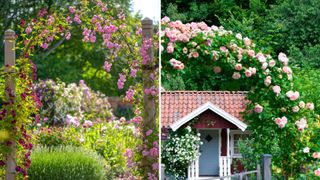 Collage of two ose arches showing. key cottage garden idea