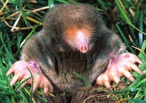 Facts About Moles Live Science