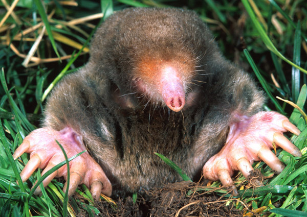 are moles nocturnal animals