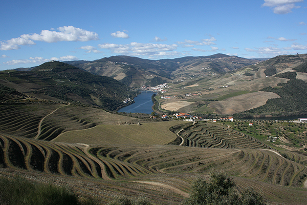 00000a051-Pinhao_vineyards_1.jpg