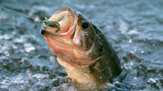 How to choose bass fishing bait