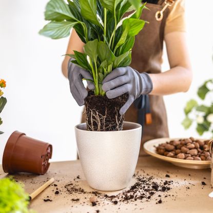 woman repotting a peace lily