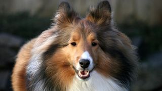 Shetland Sheepdog