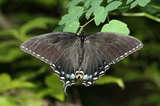 The black female form of the Appalachian tiger swallowtail has the wing pattern of the pipevine swallowtail to evade predators.