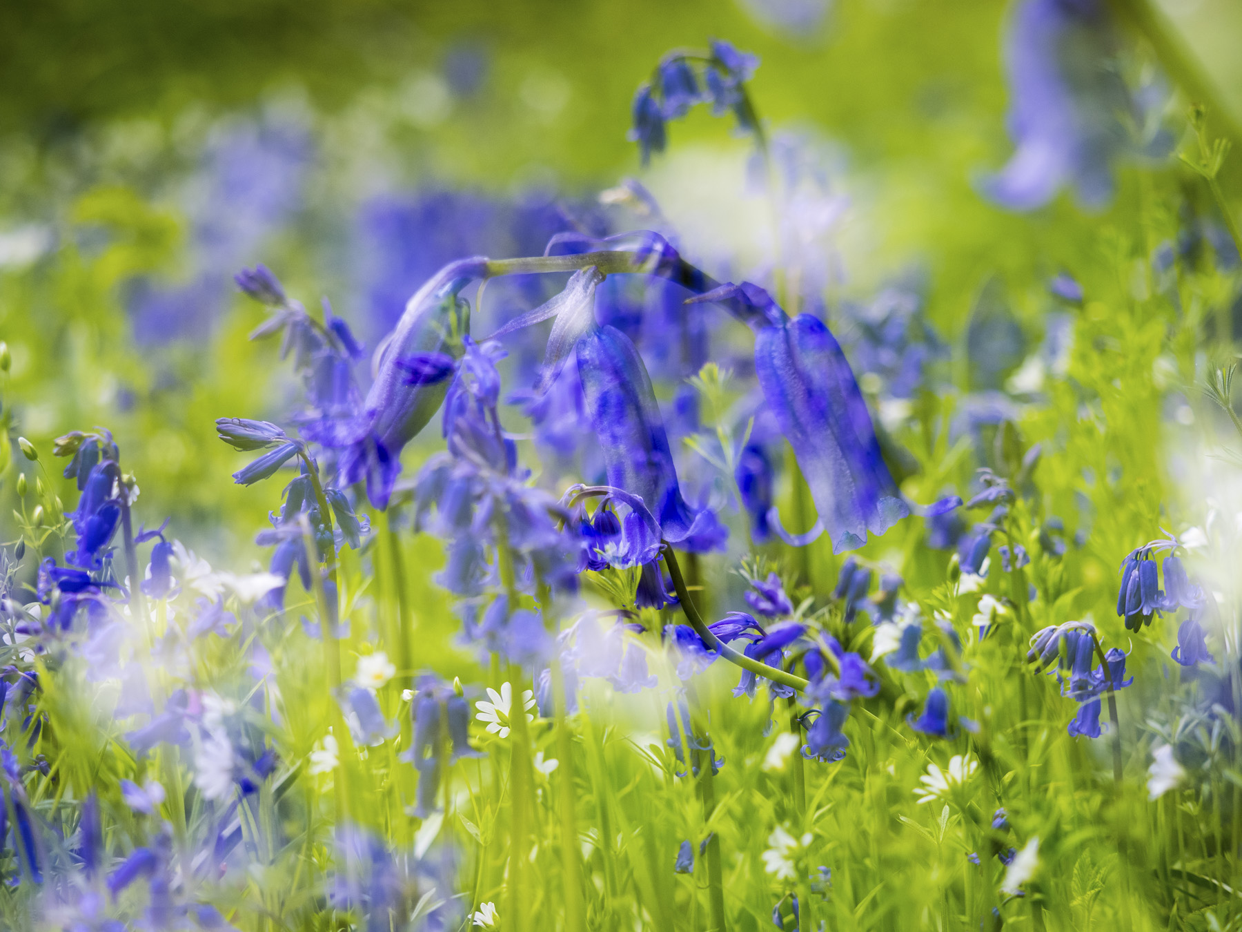 Bluebell flowers multiple exposure photo