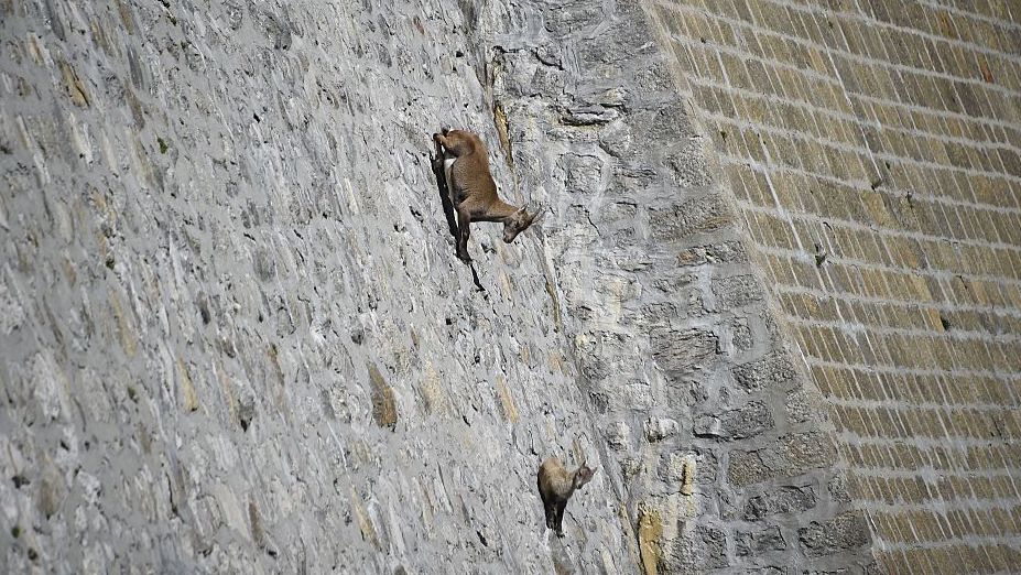 Ibex on Cingino Dam