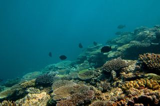 great barrier reef, health, damage, changes