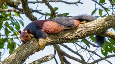 A large squirrel captured laying on a tree branch.
