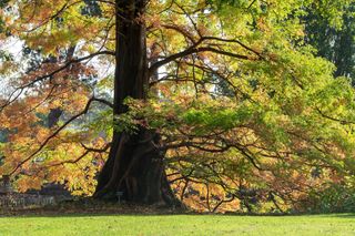 Metasequoia glyptostroboides - Dawn Redwood tree in autumn