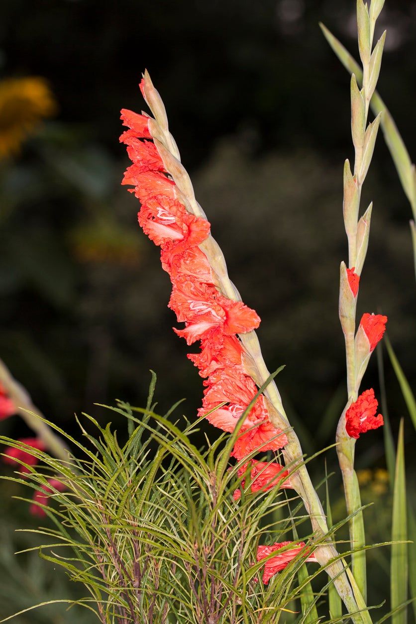 Do Gladiolus Plants Need Staking Learn About Staking Gladiolus Flowers