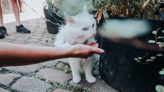 White cat on lead being offered food by outstretched arm