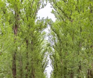 Row of cottonwood trees with green foliage