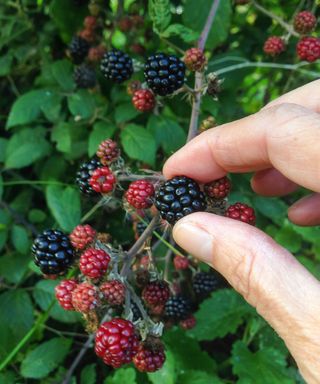 foraging for blackberries off a bush