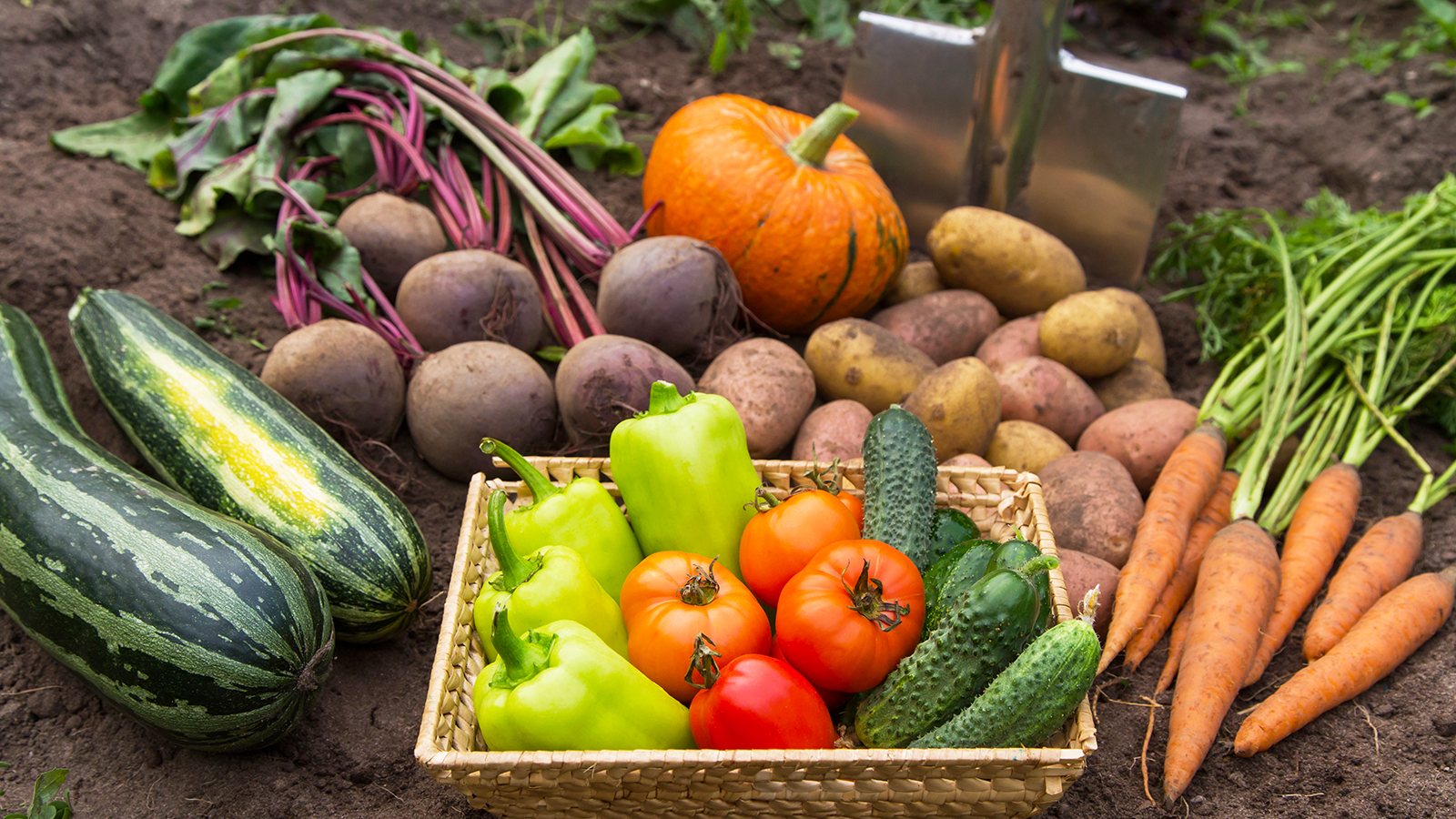 Vegetables you should plant in August