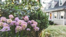 A spring backyard with pink alliums with a house in the background