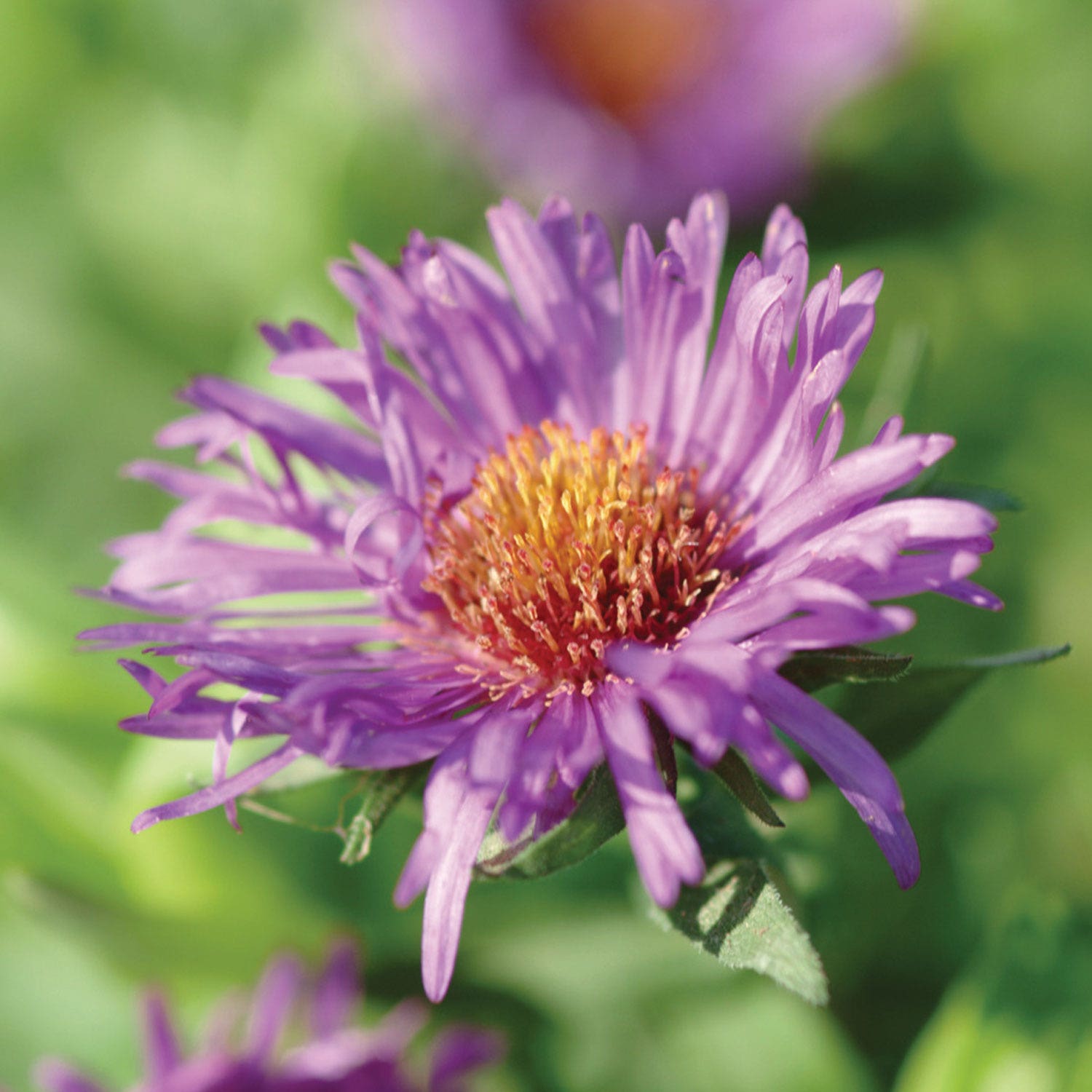 Purple Dome Aster Plant