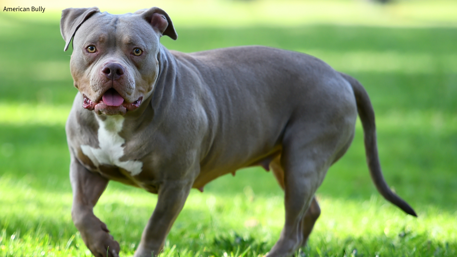 American Bully on grass