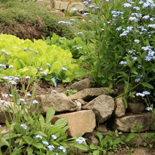 Small blue forget me nots with green plants around stones