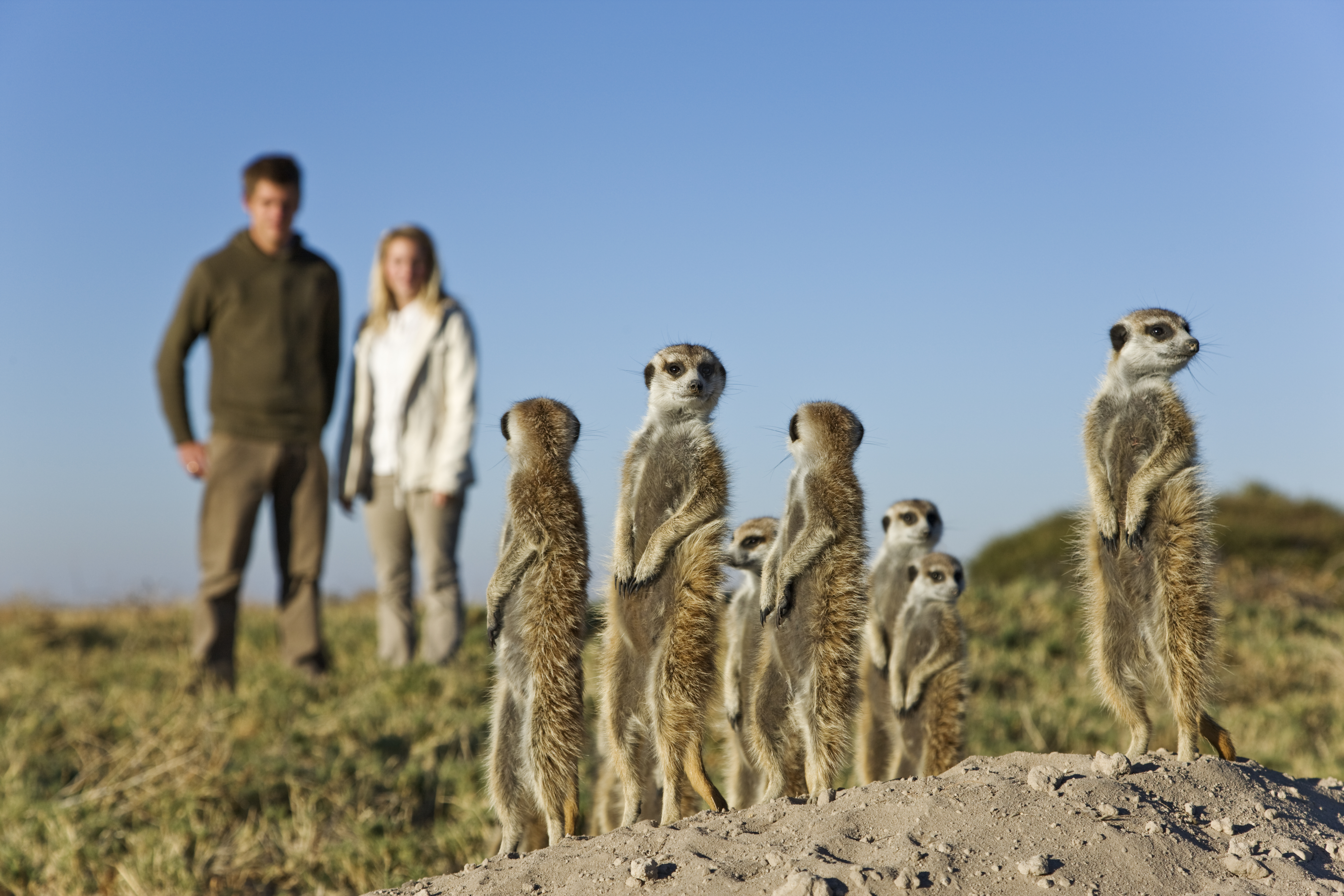 A photo of a group of meerkats standing alert as two people in the background watch them.