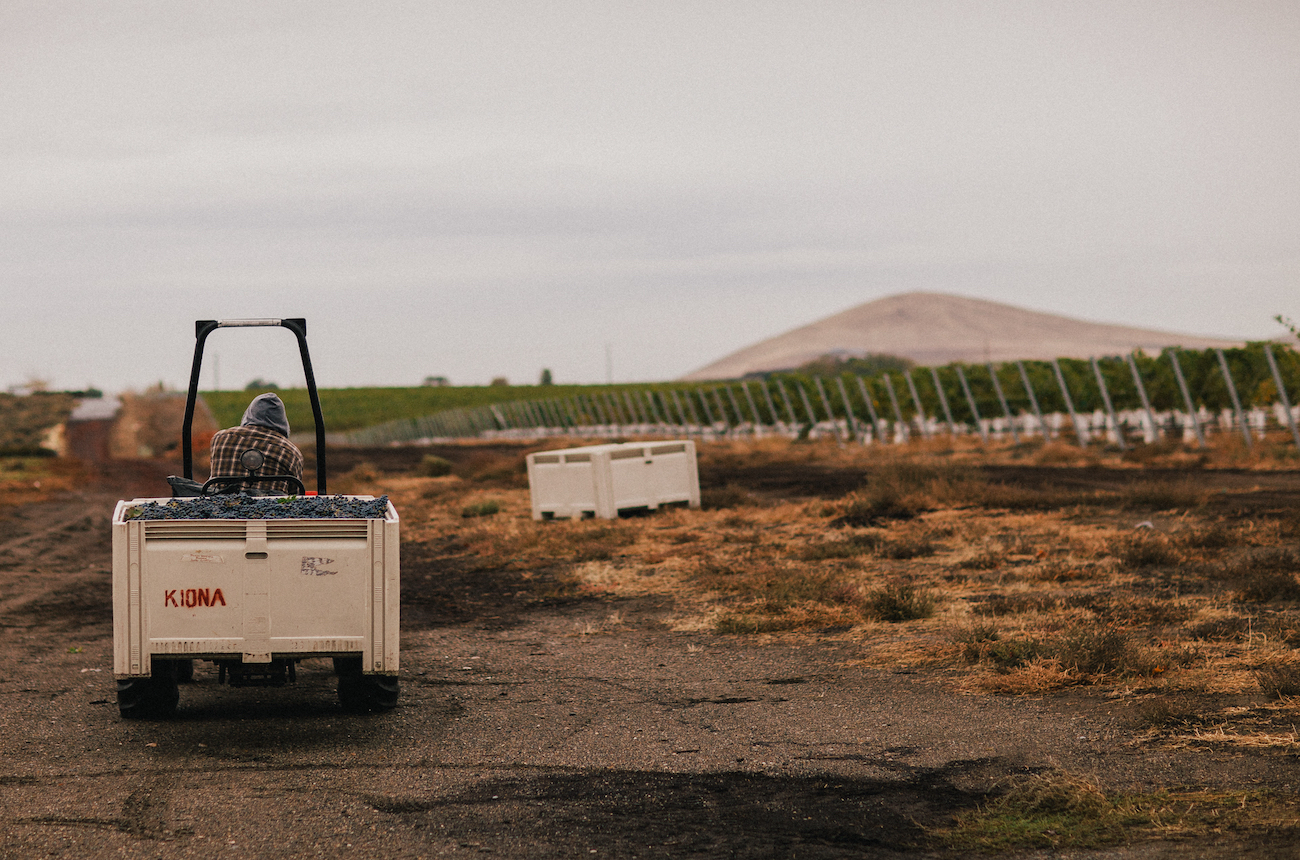 Kiona Vineyards harvest