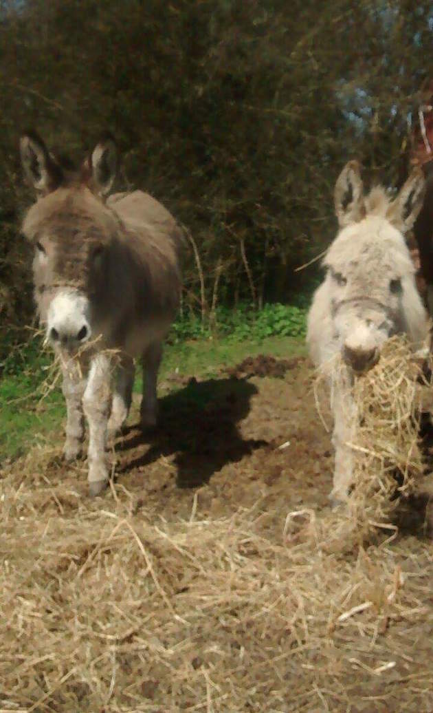 DonkeyStable2